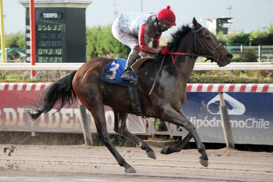 Clipperton (Seeking The Dia) se adjudicó el Clásico Diario El Mercurio (1000m-Arena-HCH). - Staff ElTurf.com