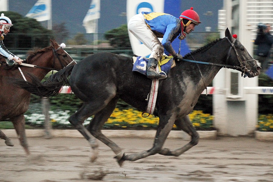 Tumble Town (Tumblebrutus) brilló en el Clásico Jorge Inda Guzmán (1500m-Arena-HCH). - Staff ElTurf.com