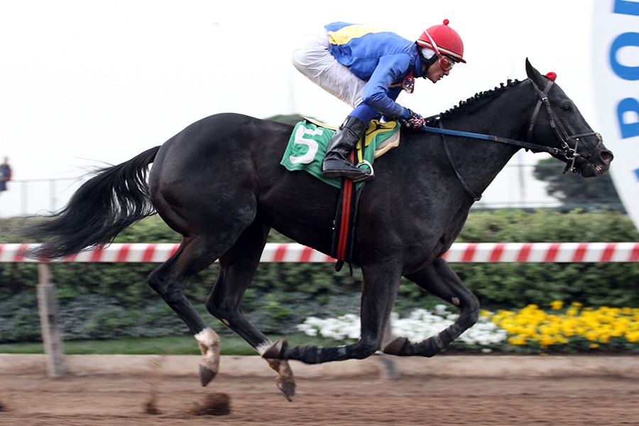 Tumble Town (Tumblebrutus) conquistó el Clásico Asociacion De Propietarios De Caballos F.s. De Carrera A.g. (1400m-Arena-HCH). - Staff ElTurf.com