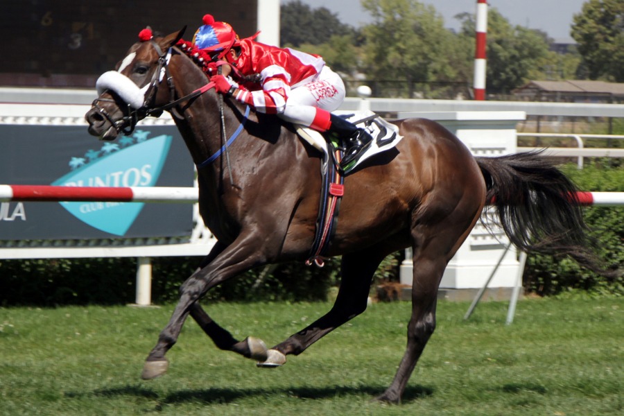 Del Bosque (Ivan Denisovich) ganó el Clásico Prólogo (1600m-Pasto-CHS). - Staff ElTurf.com