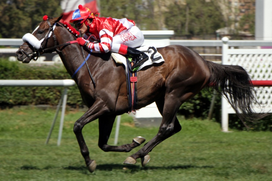 Del Bosque (Ivan Denisovich) ganó el Clásico Prólogo (1600m-Pasto-CHS). - Staff ElTurf.com