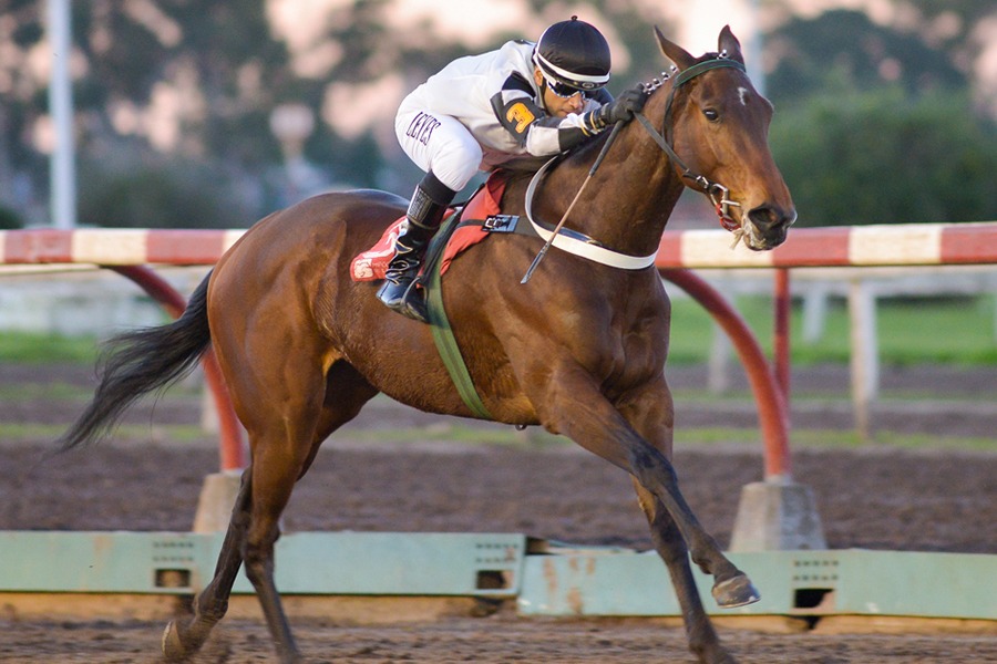 Last Graffiti (Curlinello) se lleva el Clásico Manuel F. Y Emilio Gnecco (G3-1600m-Arena-LP). - Staff ElTurf.com