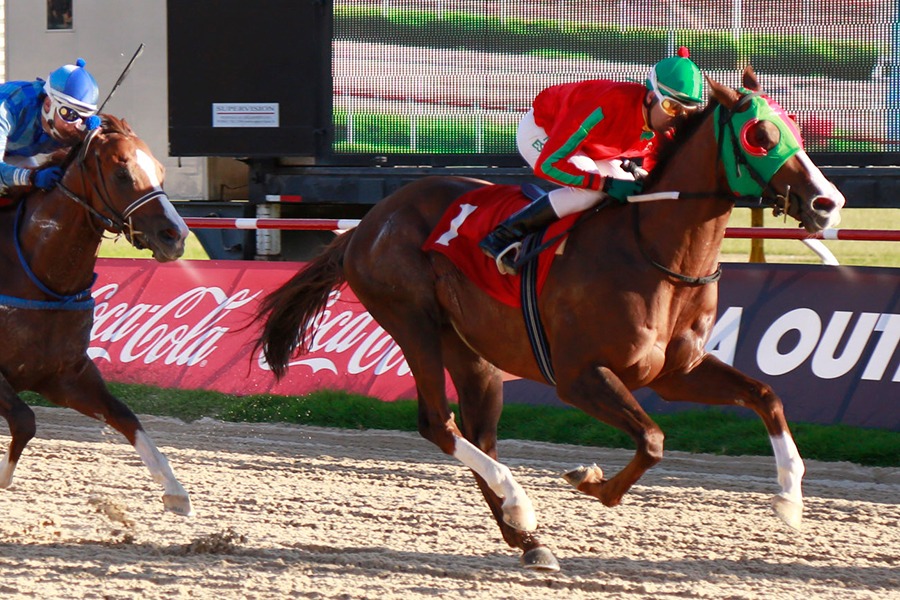 Le Gran Mustafa (Neko Bay) brilló en el Clásico Rotary Club De ReÑaca (1100m-Arena-VSC). - Staff ElTurf.com