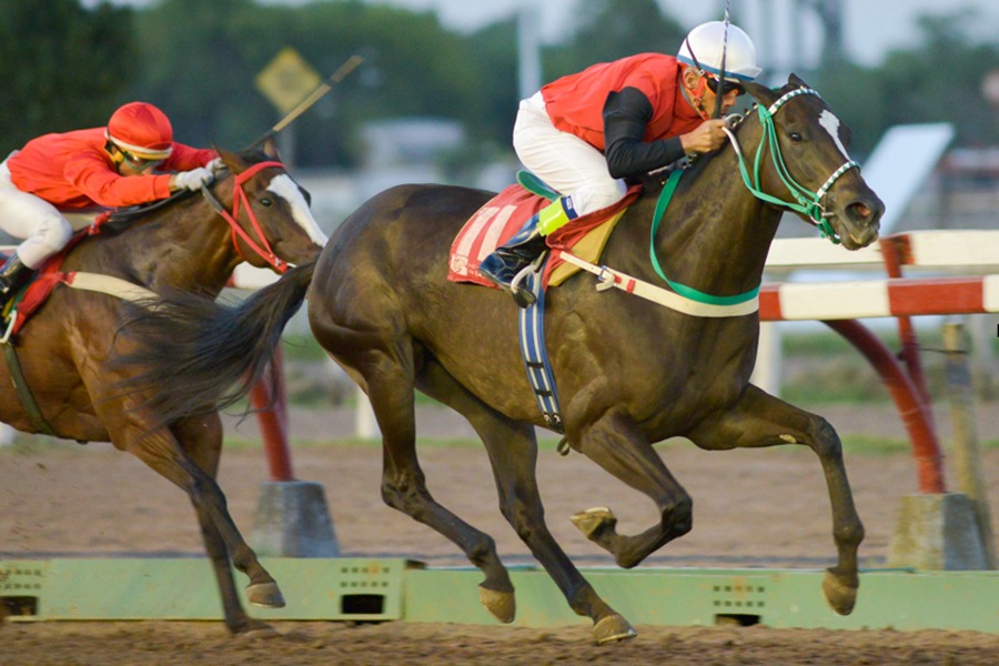 Fantastic Catch (Catcher in the Rye) se impuso en Condicional (1200m-Arena-LP). - Staff ElTurf.com