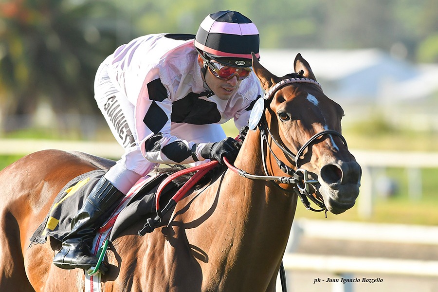 Lost Treasure (City Banker) se lleva el Clásico Espadaña (1400m-Pasto-PAL). - Staff ElTurf.com