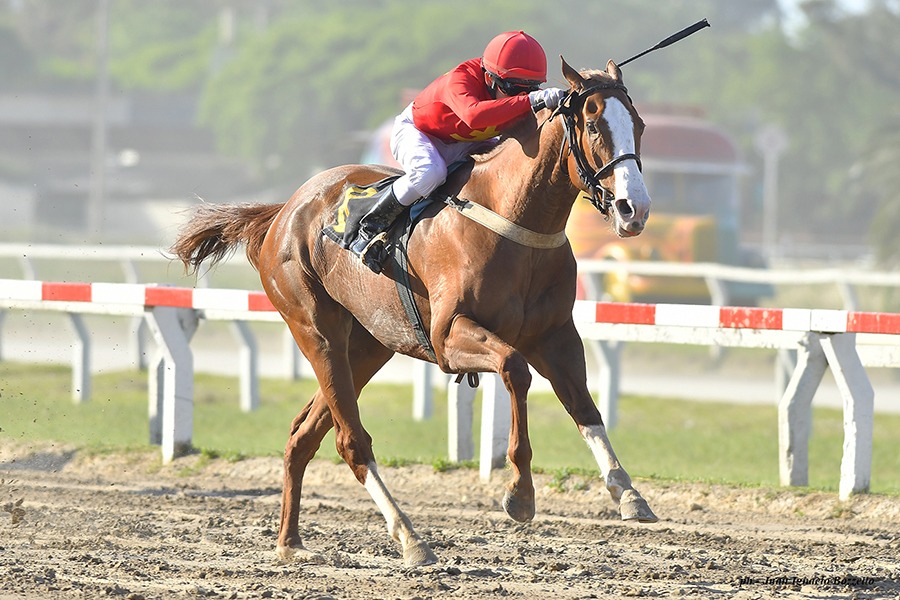 Gold Saint (Lingote De Oro) se impuso en Condicional (1600m-Arena-PAL). - Staff ElTurf.com