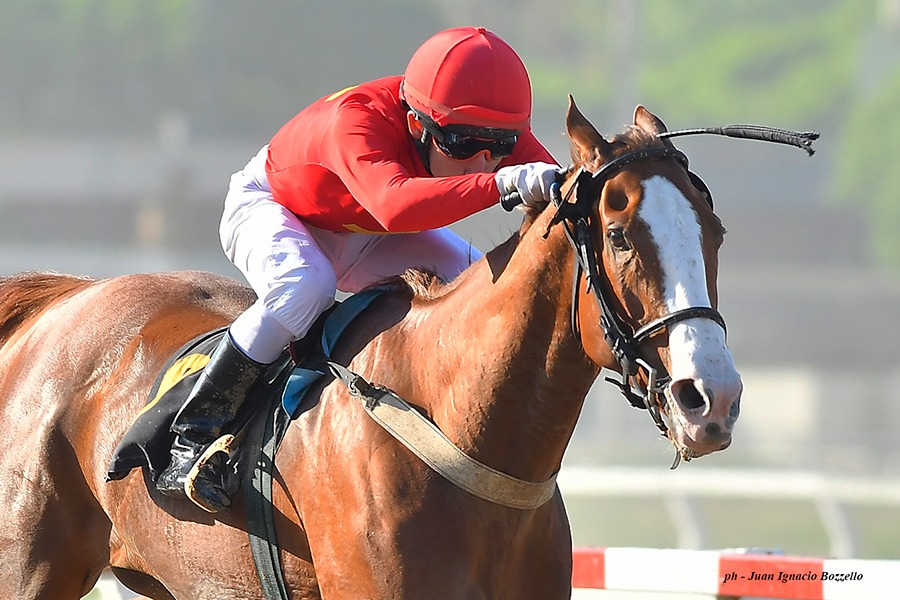 Gold Saint (Lingote De Oro) se impuso en Condicional (1600m-Arena-PAL). - Staff ElTurf.com