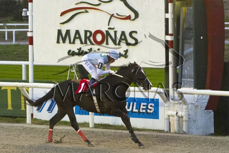 Hat Dolar (Hat Trick) se impuso en el Clásico Asociación De Propietarios De S. P. C. (G3-1600m-Arena-MAR). - Staff ElTurf.com