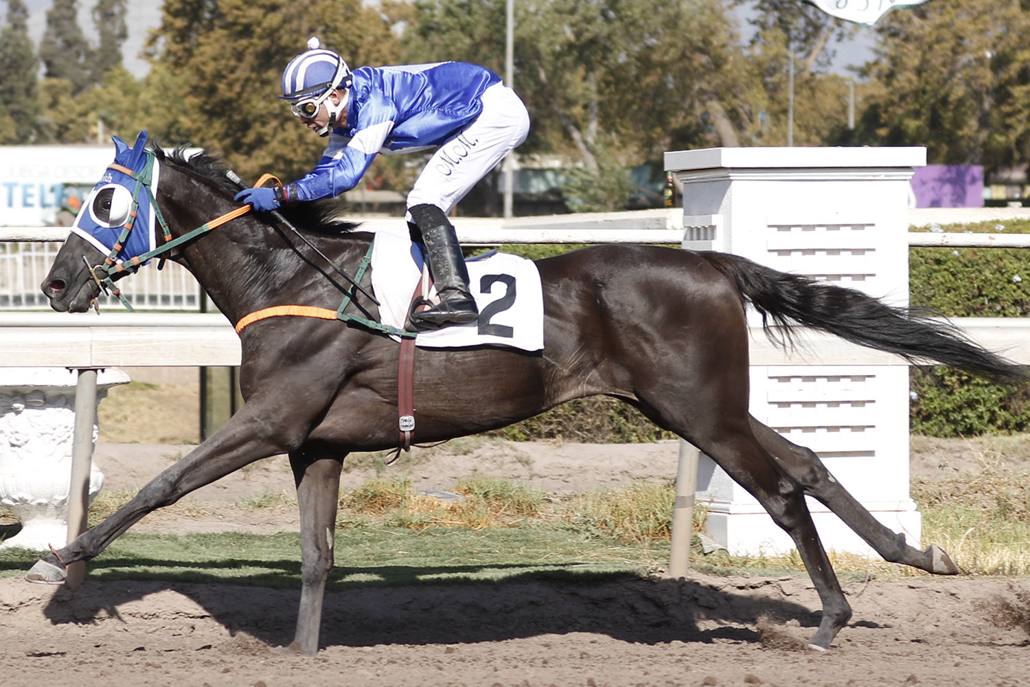 Kirsh (Authorized) se impuso en Handicap (1000m-Arena-CHS). - Staff ElTurf.com