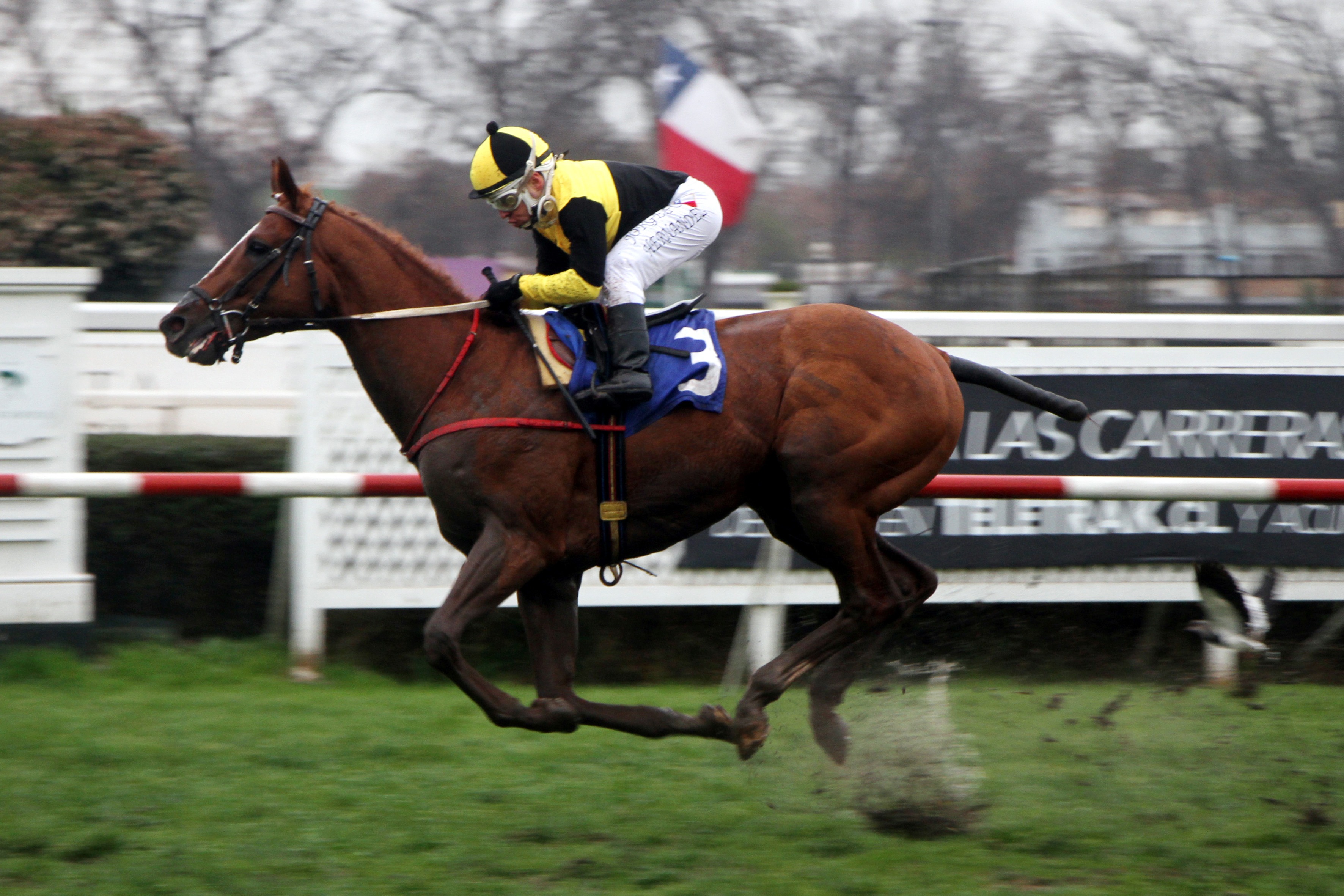 California One (Scat Daddy) ganó el Clásico Sociedad Hipódromo Chile (1600m-Pasto-CHS). - Staff ElTurf.com