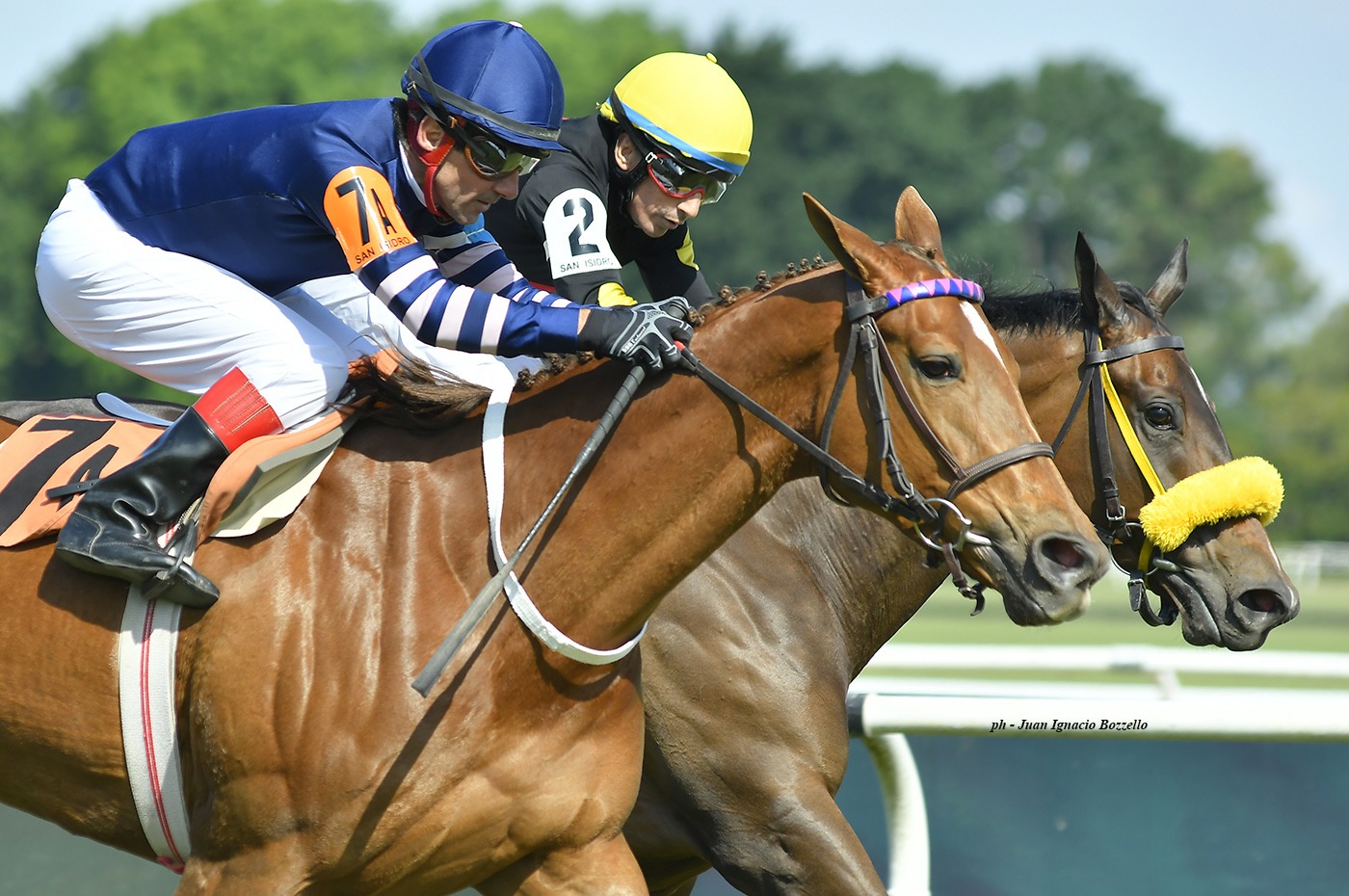 Stay In The Glory (Roman Ruler) se queda con la victoria en Condicional (1600m-Pasto-SI). - Staff ElTurf.com