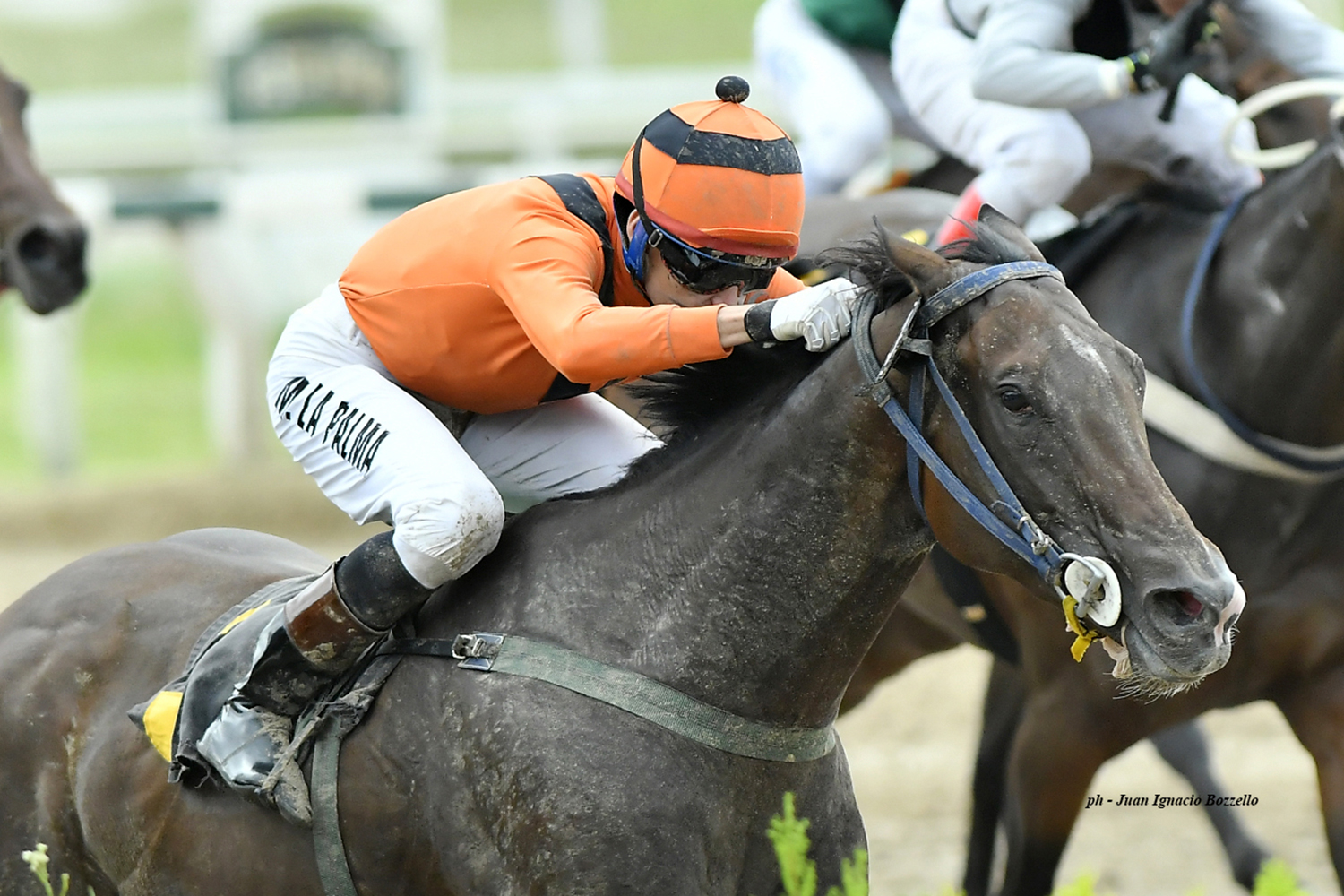 Inca Romana (Roman Ruler) se impuso en Condicional (1000m-Arena-PAL). - Staff ElTurf.com