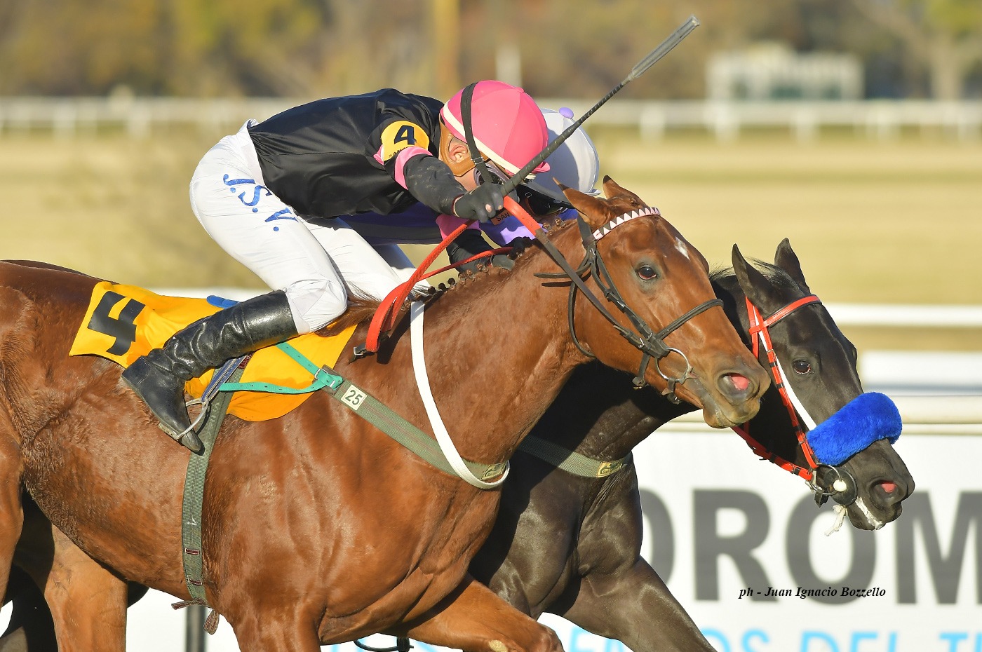 Shy Cubana (Violence) gana Condicional (1400m-Pasto-SI). - Staff ElTurf.com