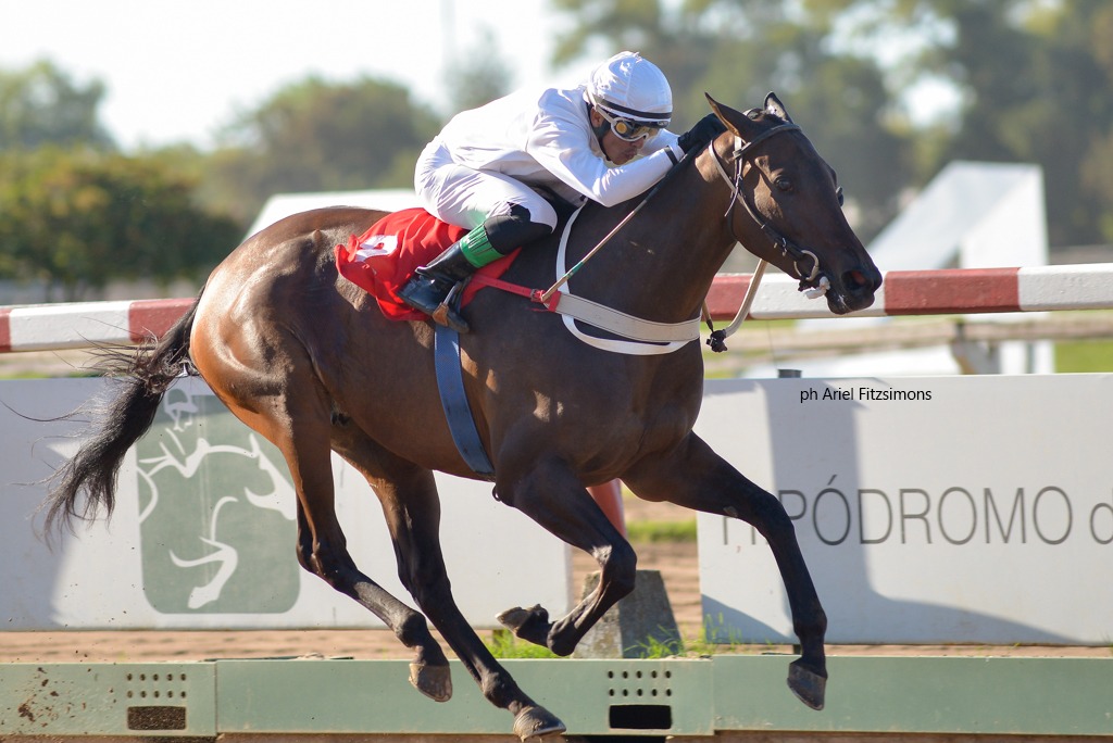 Miss Ibiza (Expressive Halo) gana Condicional (1400m-Arena-LP). - Staff ElTurf.com