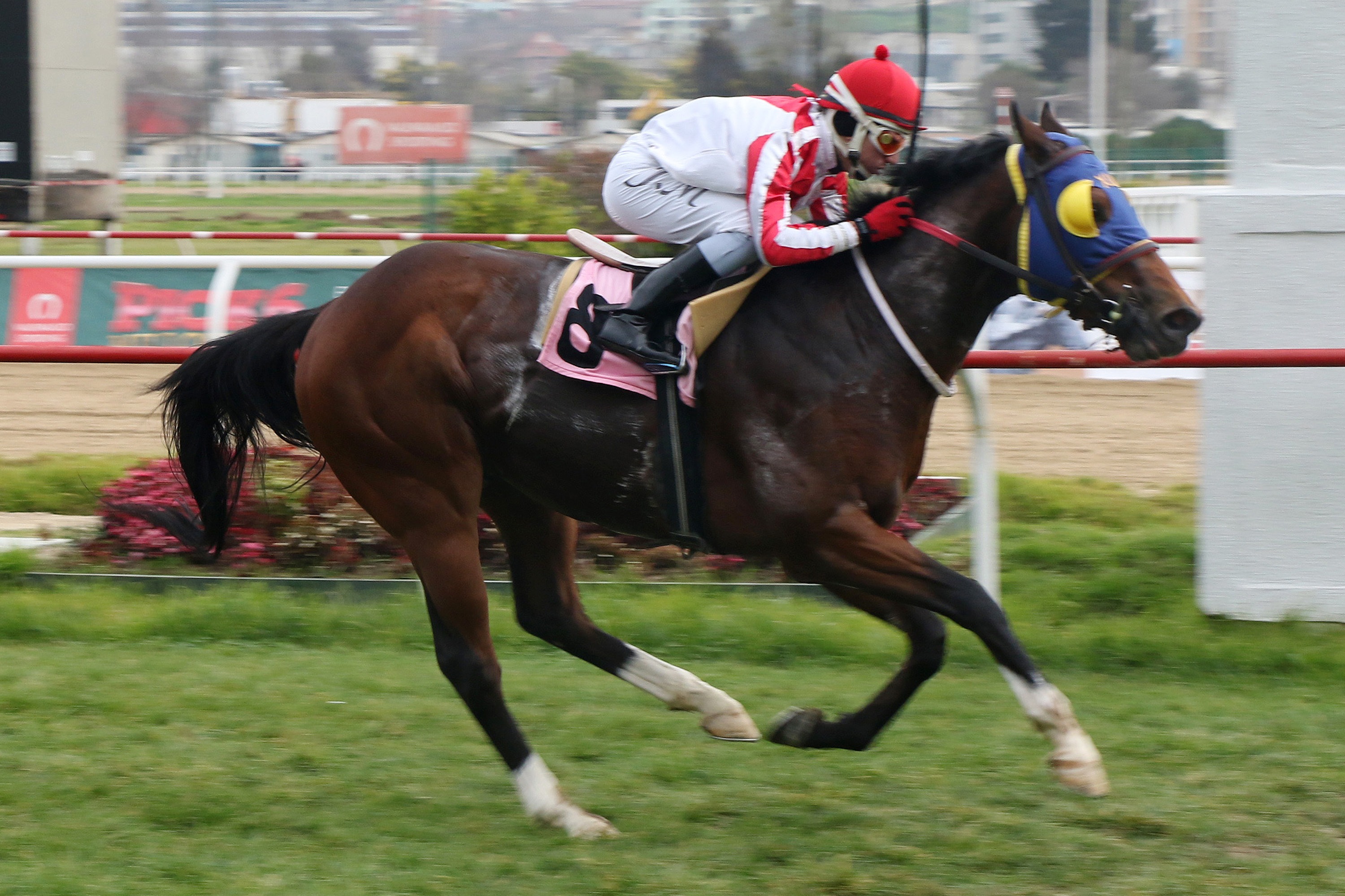Altiro Con Ellos (Holy Roman Emperor) gana Condicional (1000m-Pasto-VSC). - Staff ElTurf.com