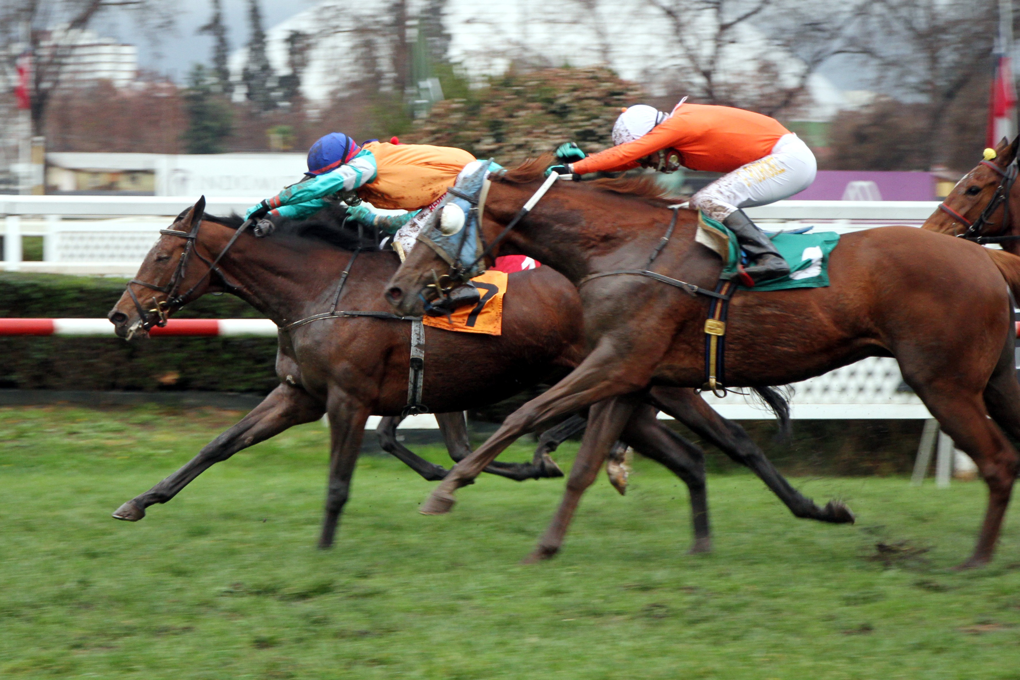Cautivar (Stevie Wonderboy) gana Condicional (1200m-Pasto-CHS). - Staff ElTurf.com