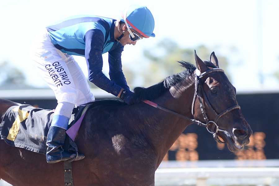Accionador (E Dubai) brilló en Condicional (1400m-Arena-PAL). - Staff ElTurf.com