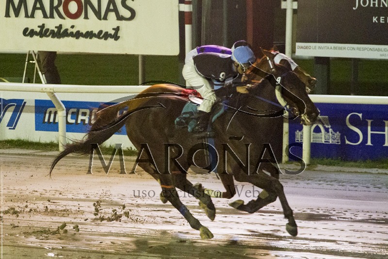 Punto Blanco (Ecclesiastic) ganó Handicap (1600m-Arena-MAR). - Staff ElTurf.com