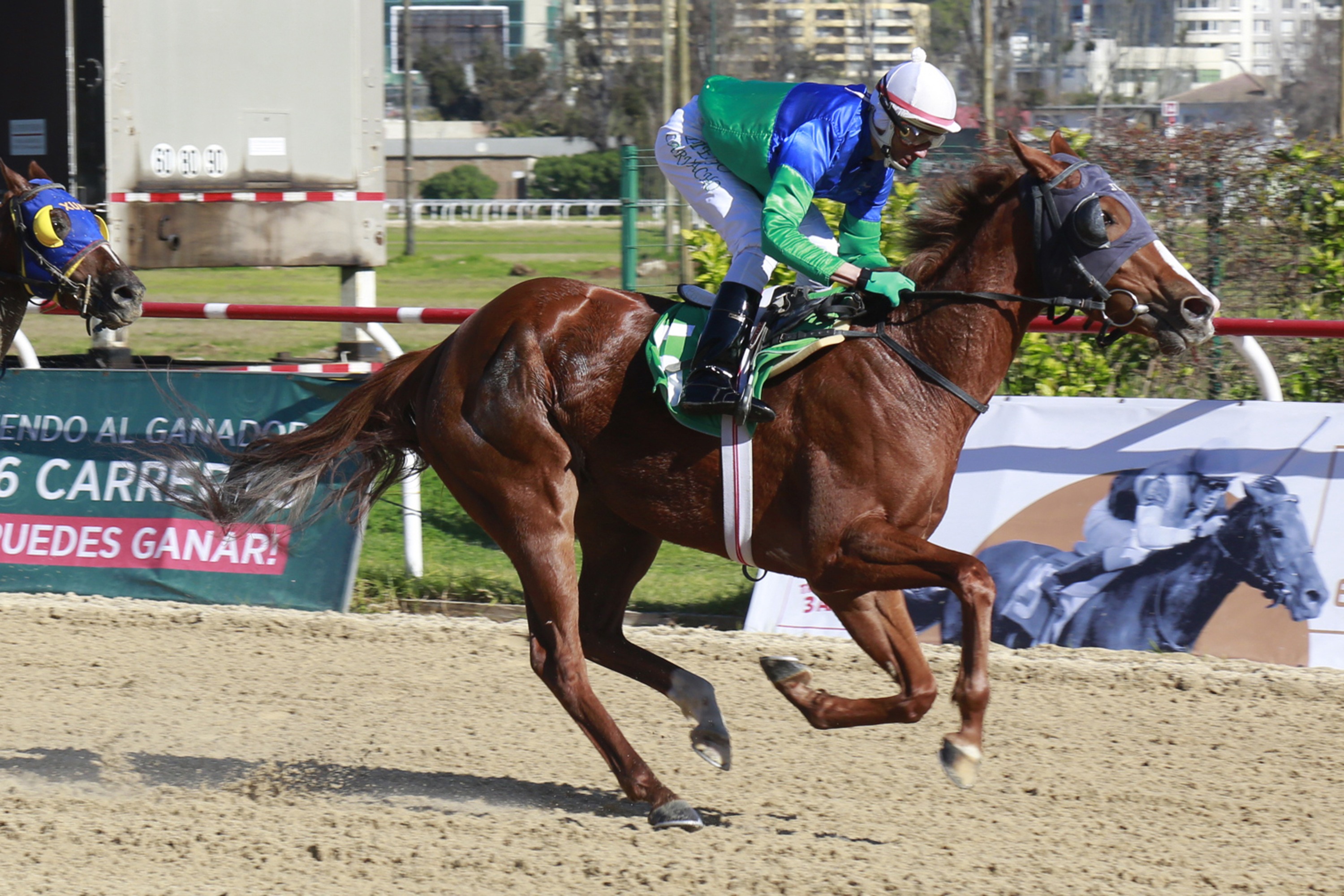 Ciara (Caesarion) se queda con la victoria en Condicional (1100m-Arena-VSC). - Staff ElTurf.com