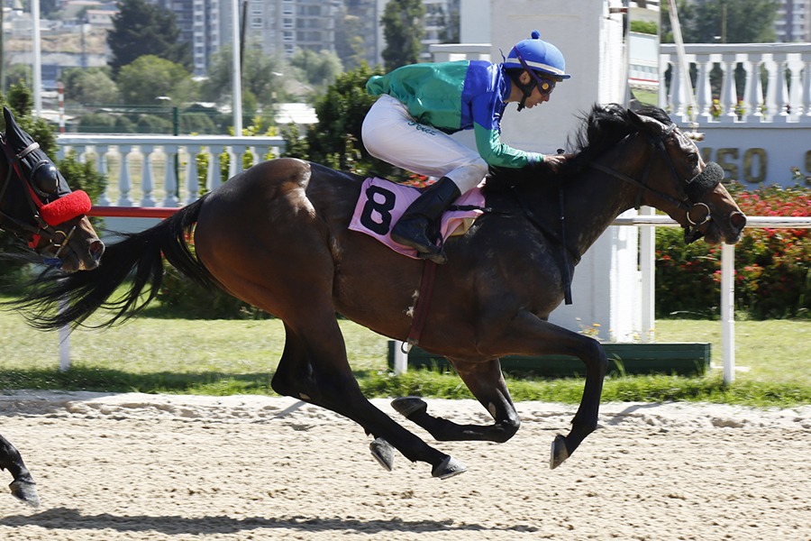 Cayetana Daddy (Scat Daddy) se lleva Condicional (1100m-Arena-VSC). - Staff ElTurf.com