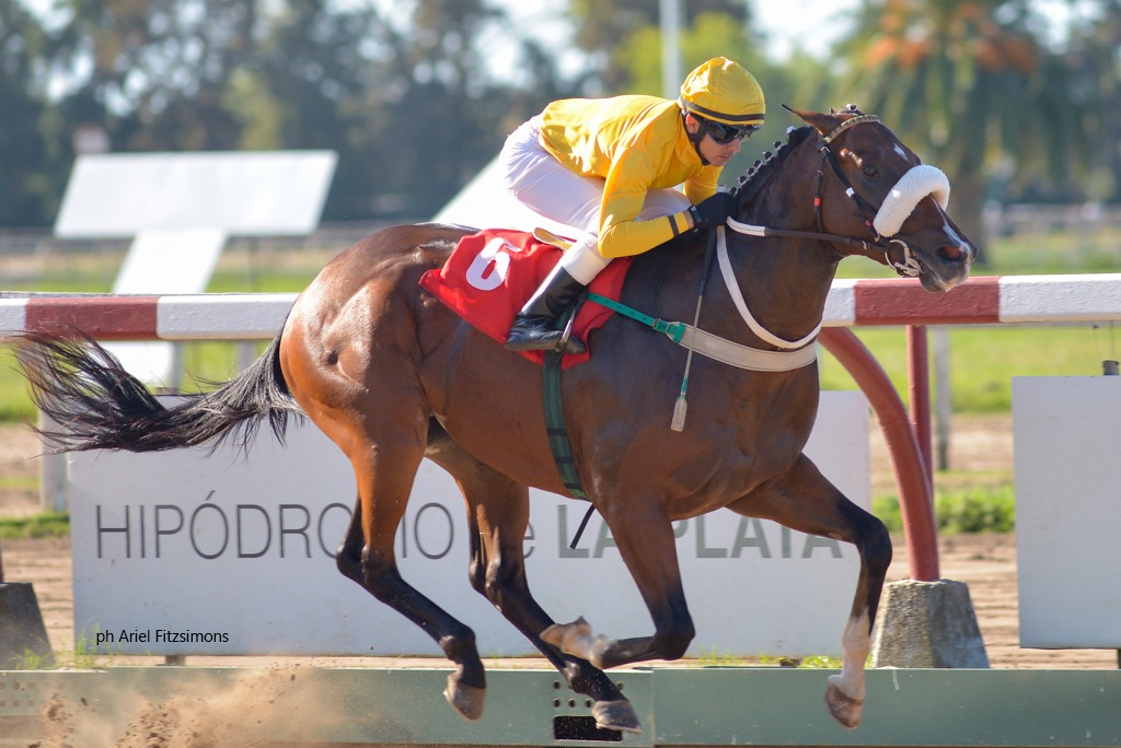 The Performer (Grand Reward) conquistó Condicional (1000m-Arena-LP). - Staff ElTurf.com