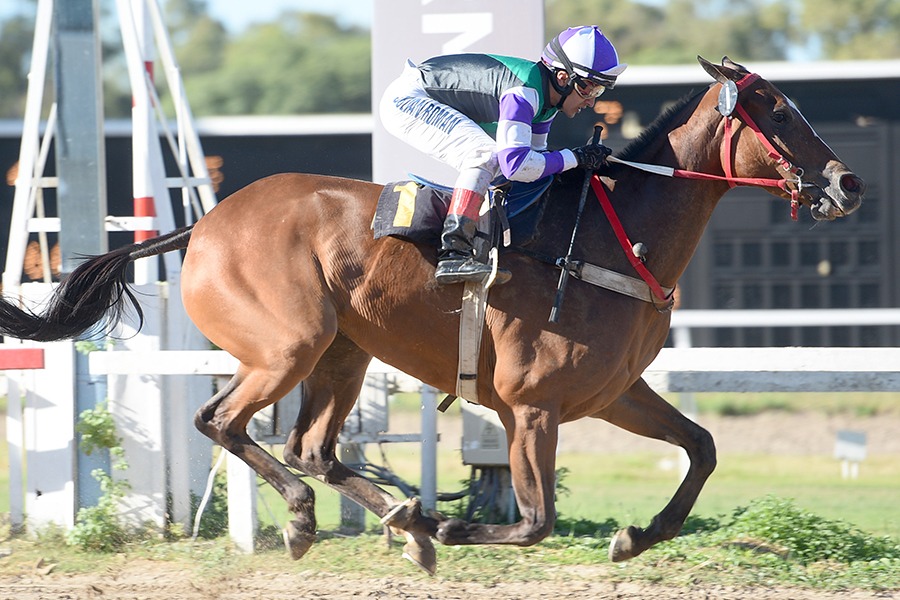 Secret Letter (Sebi Halo) se impuso en Condicional (1400m-Arena-PAL). - Staff ElTurf.com