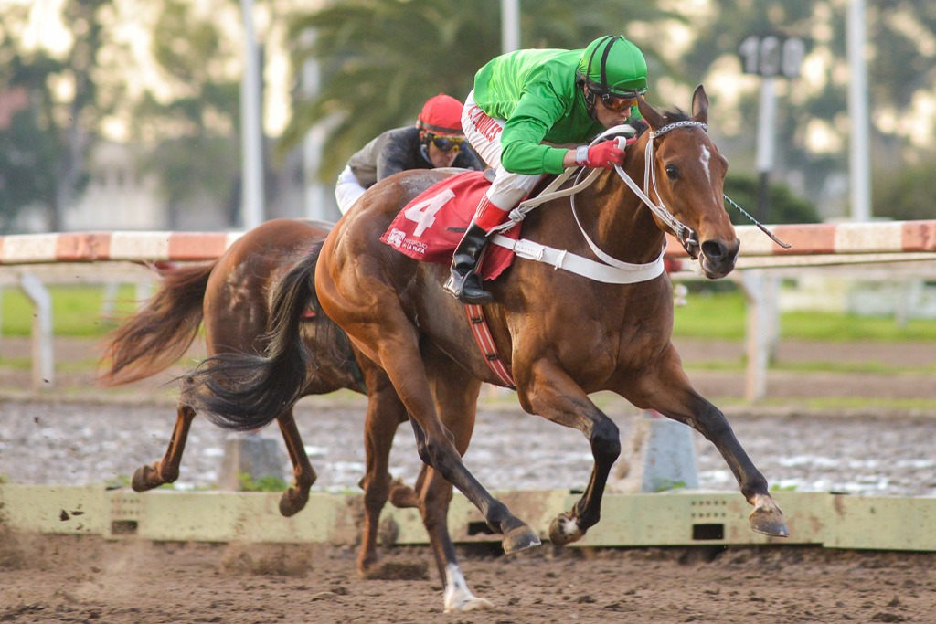 La Noche Estrellada (Angiolo) se queda con Condicional (1000m-Arena-LP). - Staff ElTurf.com