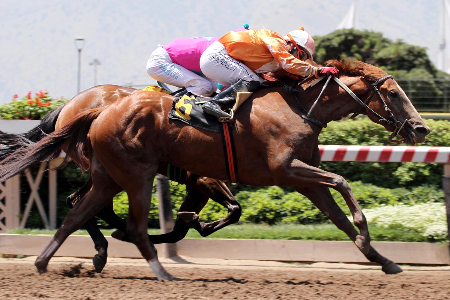 Anti (Caesarion) se queda con Condicional (1000m-Arena-HCH). - Staff ElTurf.com