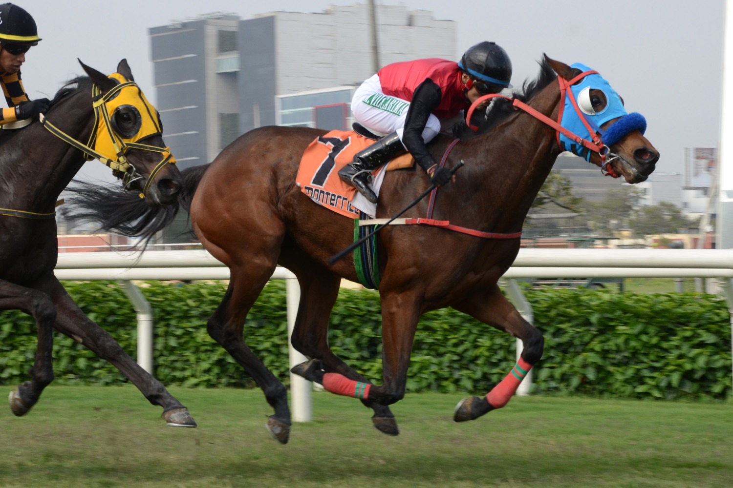 Alarice (Monthir) se impuso en Condicional (1600m-Pasto-MONT). - Staff ElTurf.com