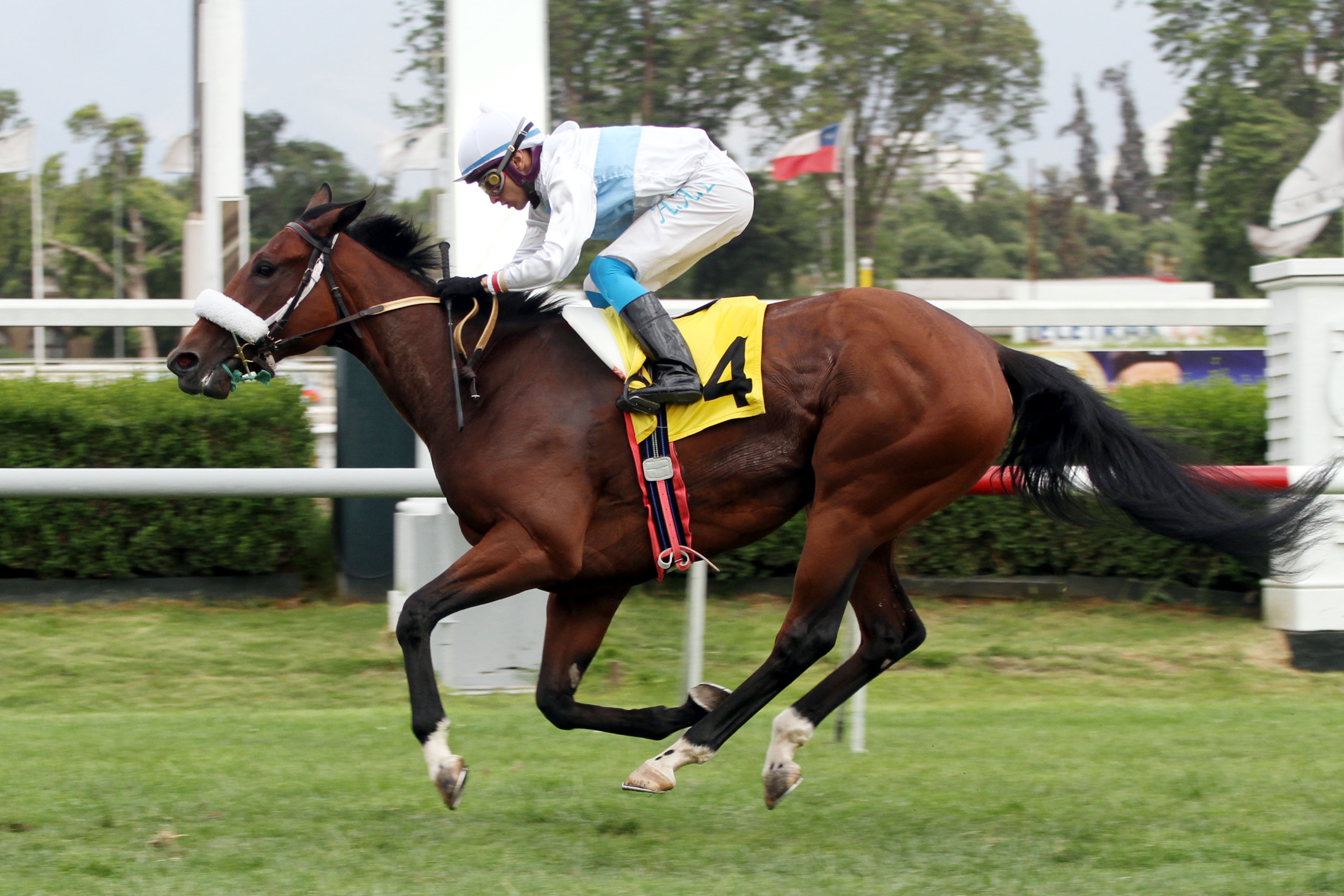 Mia San Mia (Aragorn) se adjudica Condicional (1300m-Pasto-CHS). - Staff ElTurf.com
