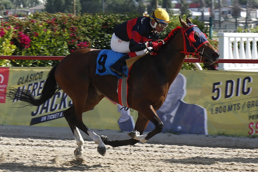 Brisnet (Holy Roman Emperor) brilla en Condicional (1100m-Arena-VSC). - Staff ElTurf.com