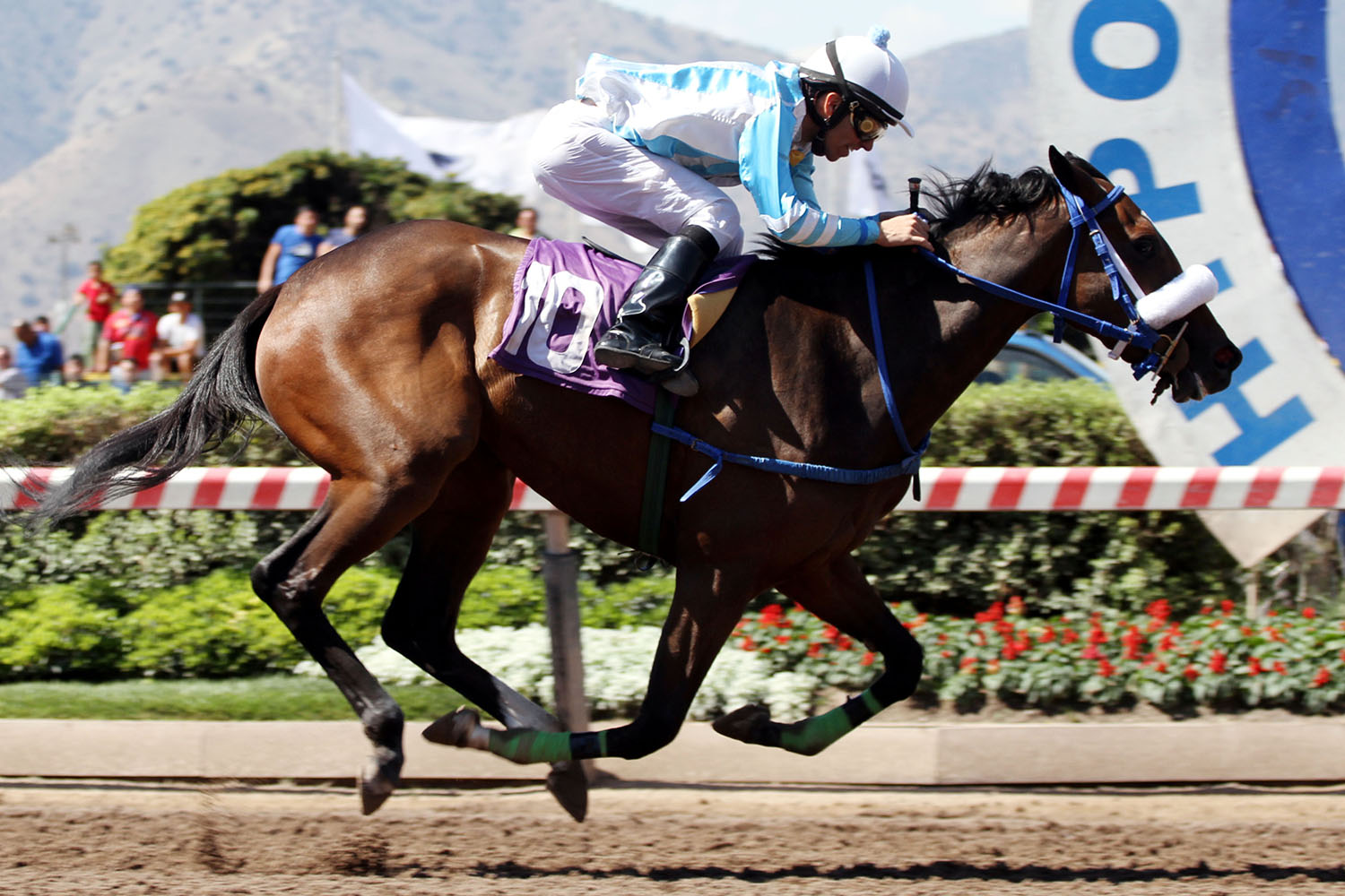 Wild Legend (Henrythenavigator) gana Condicional (1200m-Arena-HCH). - Staff ElTurf.com