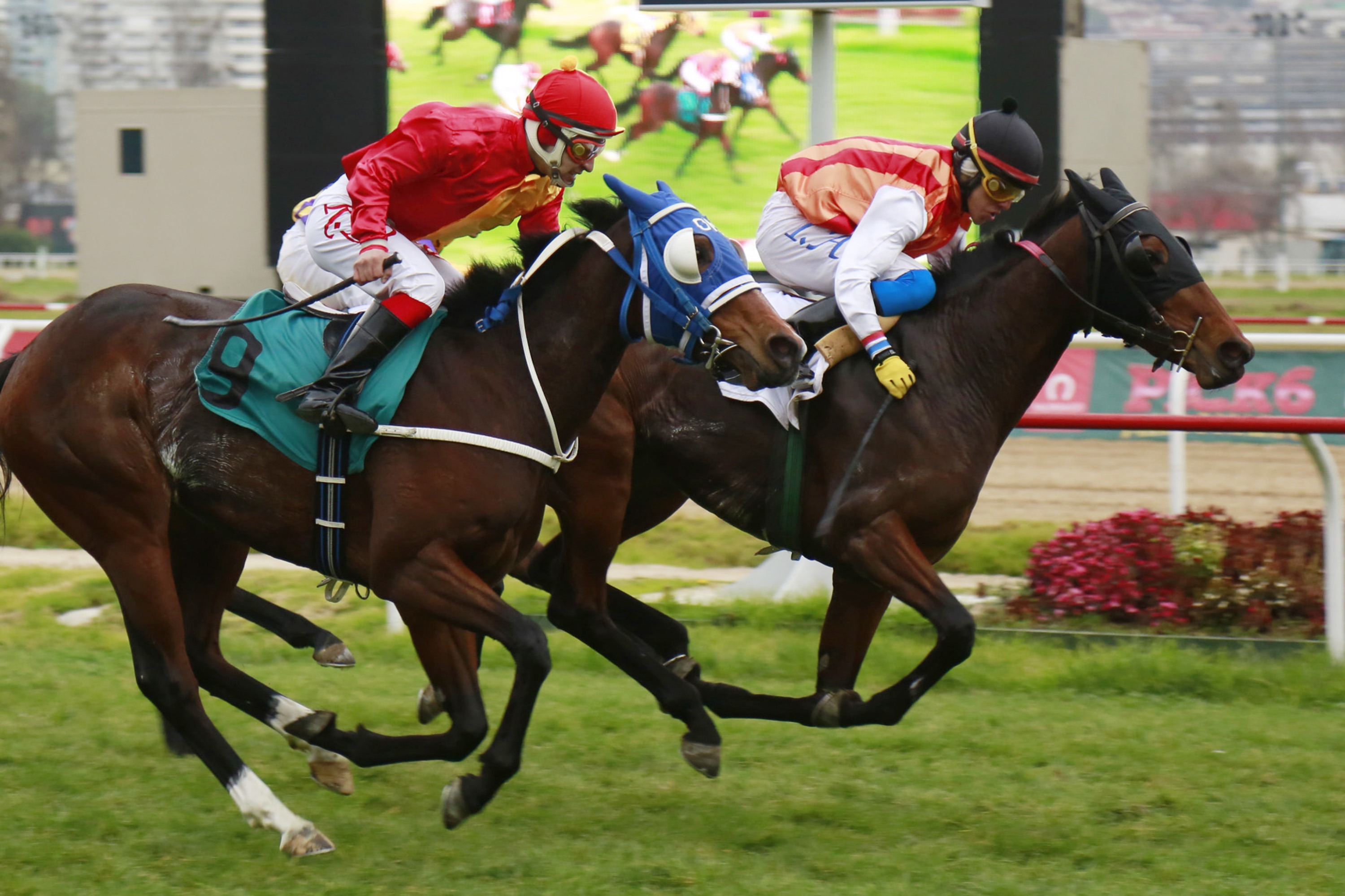 Court Chester (Court Vision) conquista Condicional (1000m-Pasto-VSC). - Staff ElTurf.com