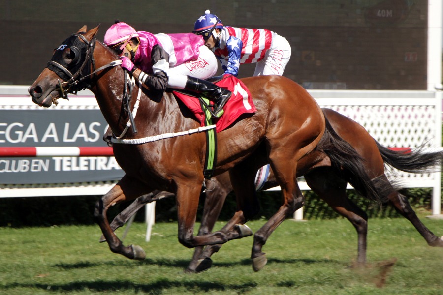 Great Passion (Dangerous Midge) ganó Condicional (1200m-Pasto-CHS). - Staff ElTurf.com