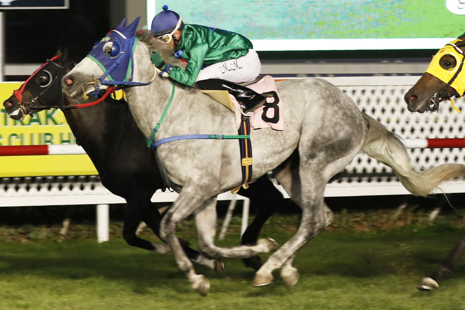 Amor Sin Reglas (Grassy II) ganó Handicap (1000m-Pasto-CHS). - Staff ElTurf.com