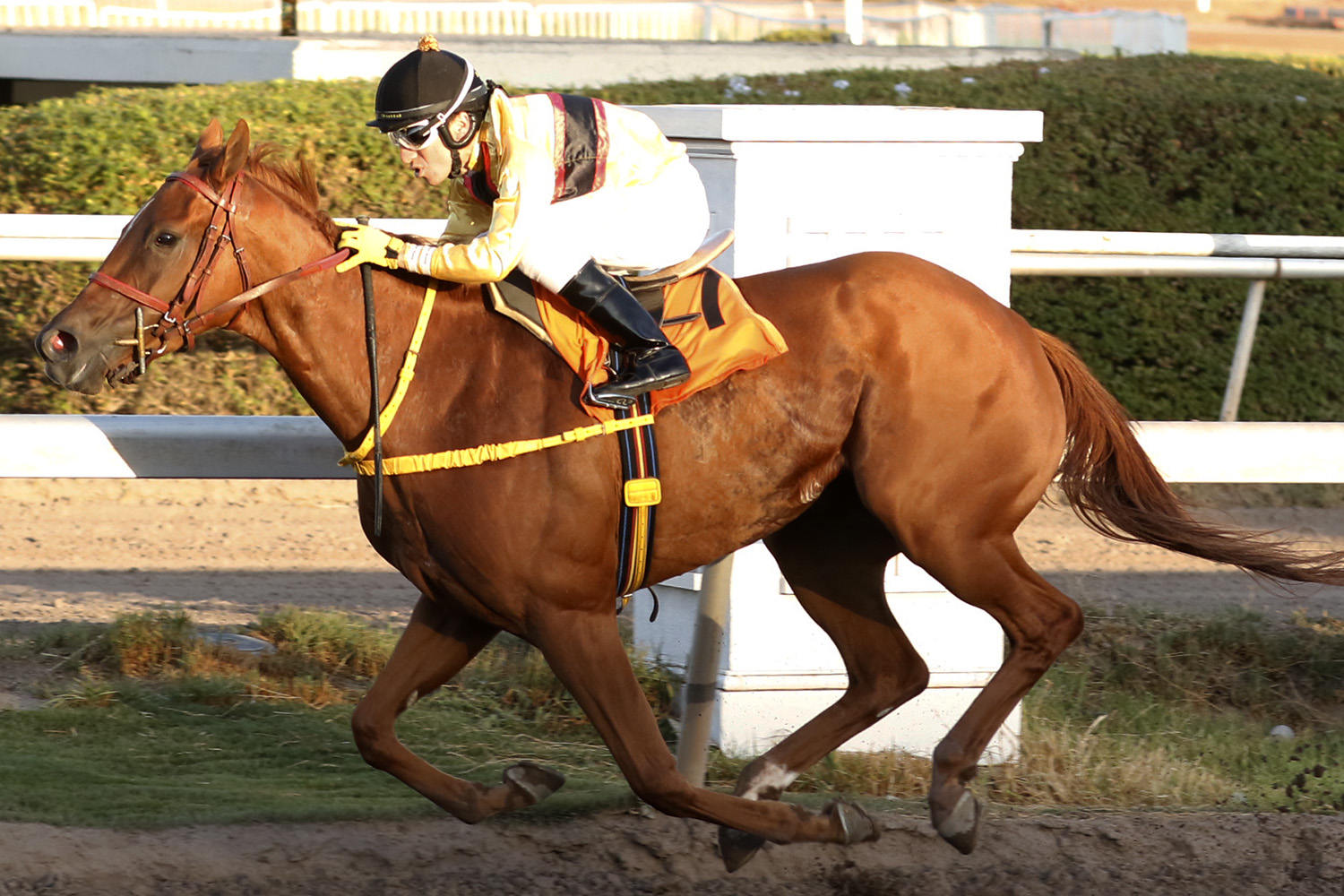 La Lucita (Awesome Patriot) se adjudica Handicap (1200m-Arena-CHS). - Staff ElTurf.com