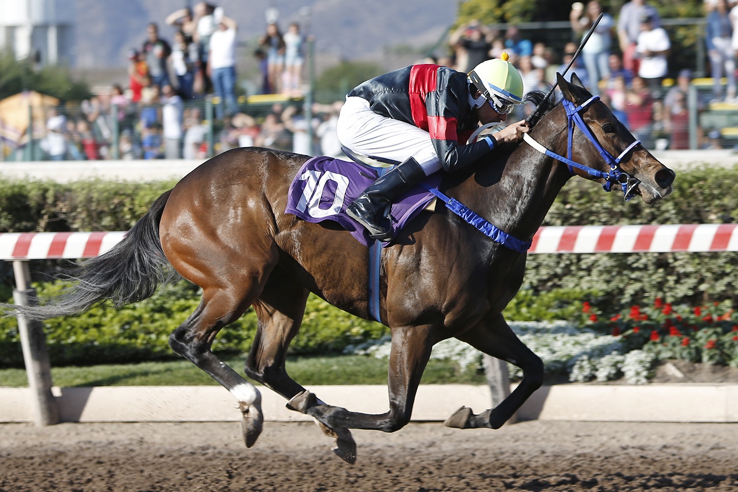 Yes My Love (Lookin At Lucky) conquista Condicional (1200m-Arena-HCH). - Staff ElTurf.com