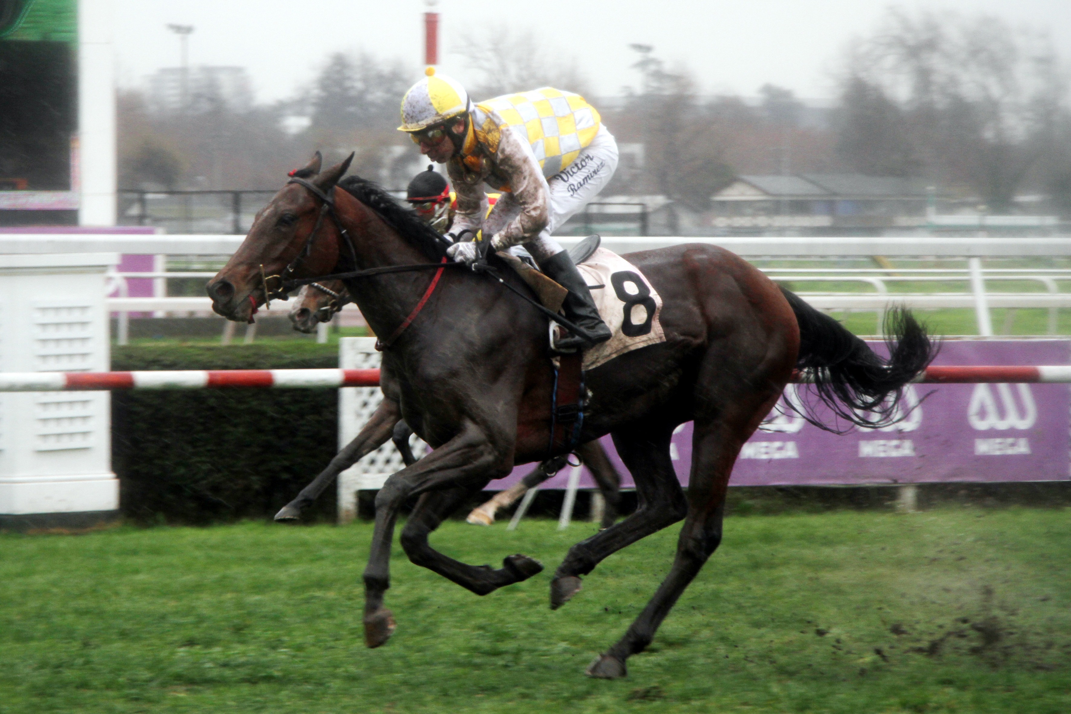 Lucky Liqn (Lookin At Lucky) se queda con Condicional (1600m-Pasto-CHS). - Staff ElTurf.com
