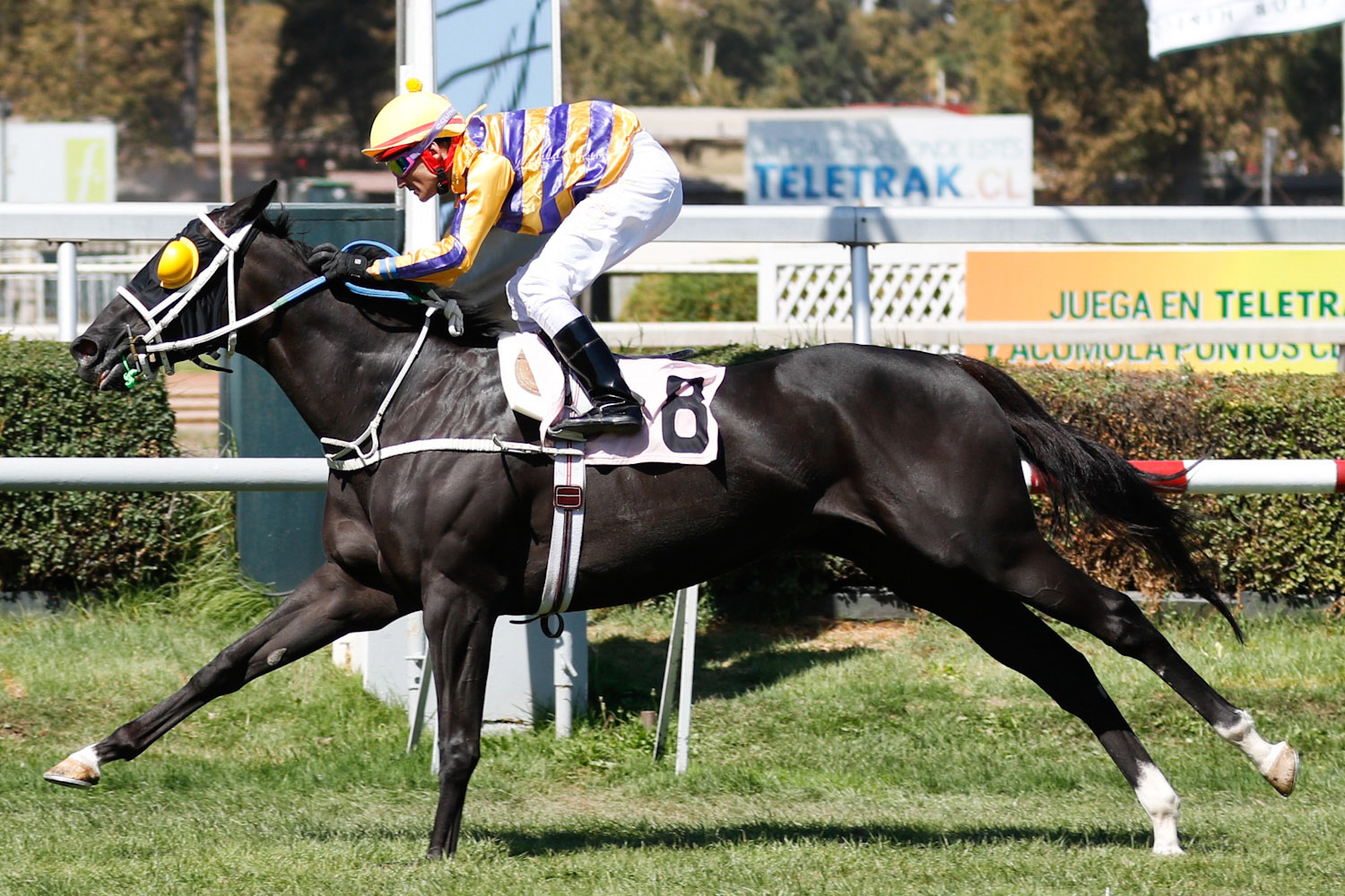 Villukura (Tumblebrutus) se impuso en Handicap (1000m-Pasto-CHS). - Staff ElTurf.com