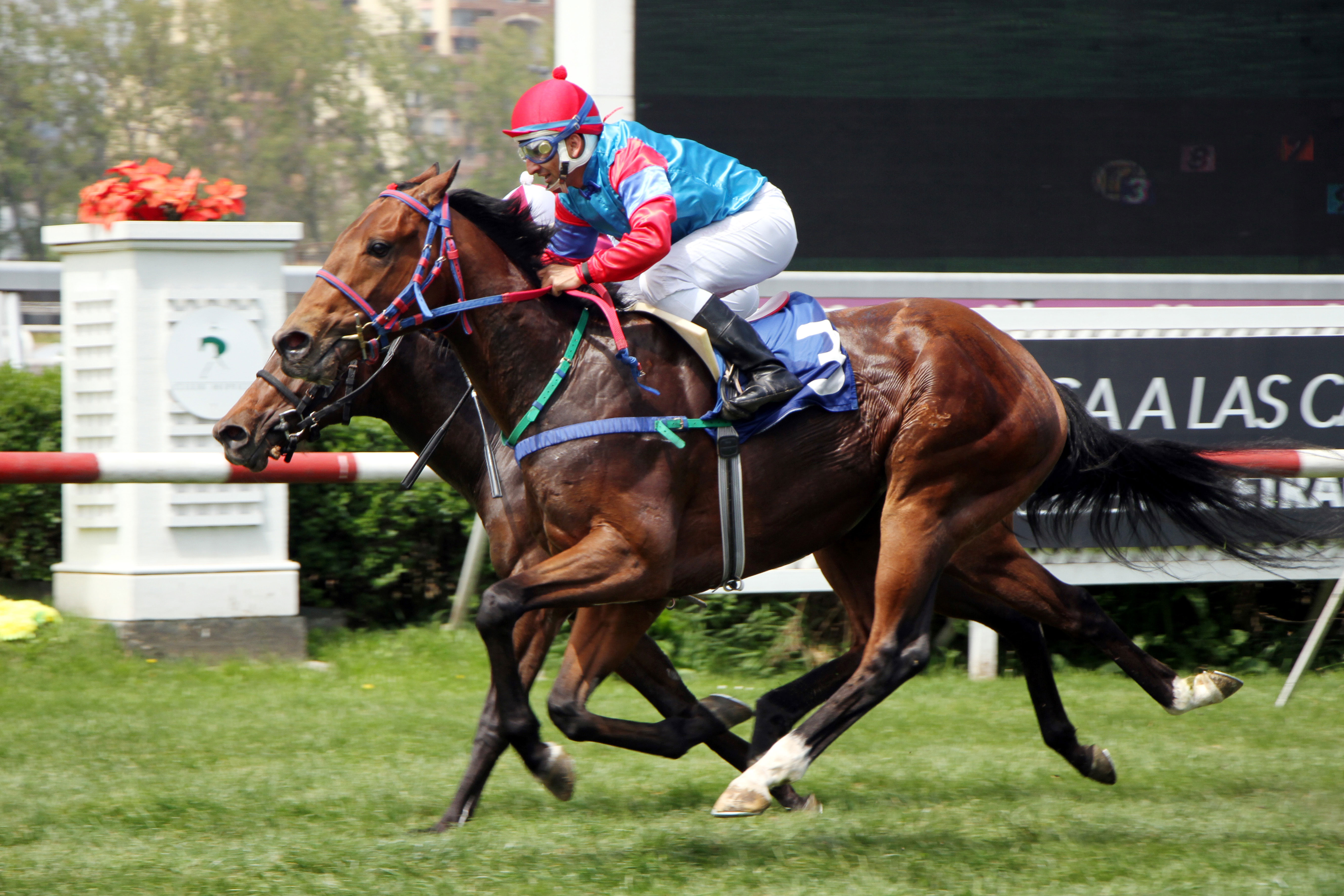 Azulillo (Vision And Verse) se quedó con la victoria en Condicional (1000m-Pasto-CHS). - Staff ElTurf.com