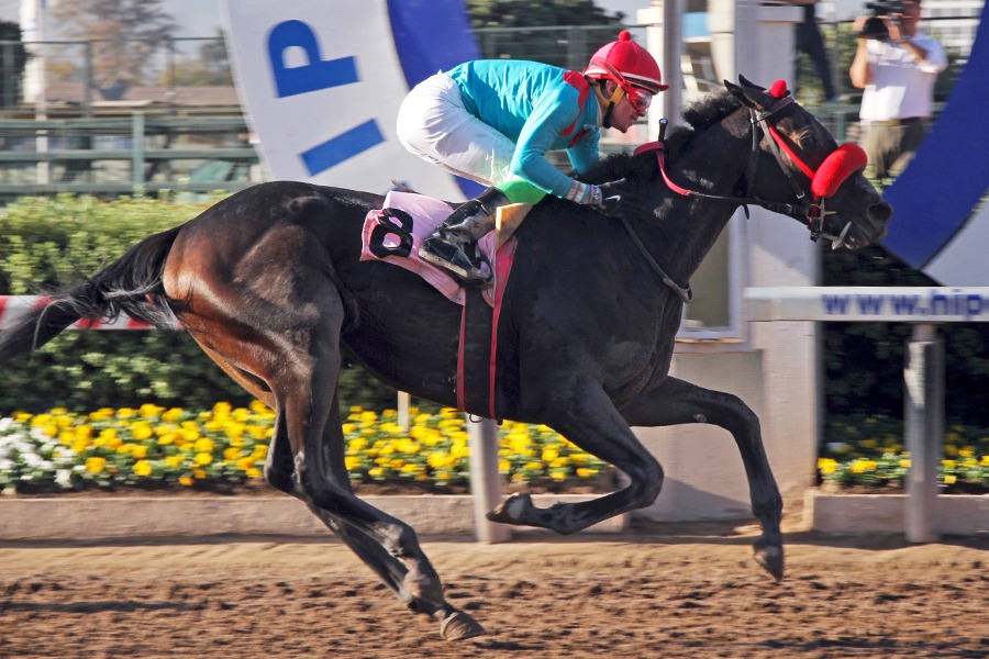 Wow Cat (Lookin At Lucky) brilla en el Clásico Jose Saavedra Baeza (G3-1500m-Arena-HCH). - Staff ElTurf.com