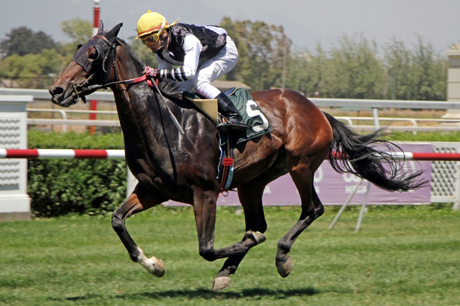 Sunny Bay (Sundar) se adjudica Condicional (1000m-Pasto-CHS). - Staff ElTurf.com