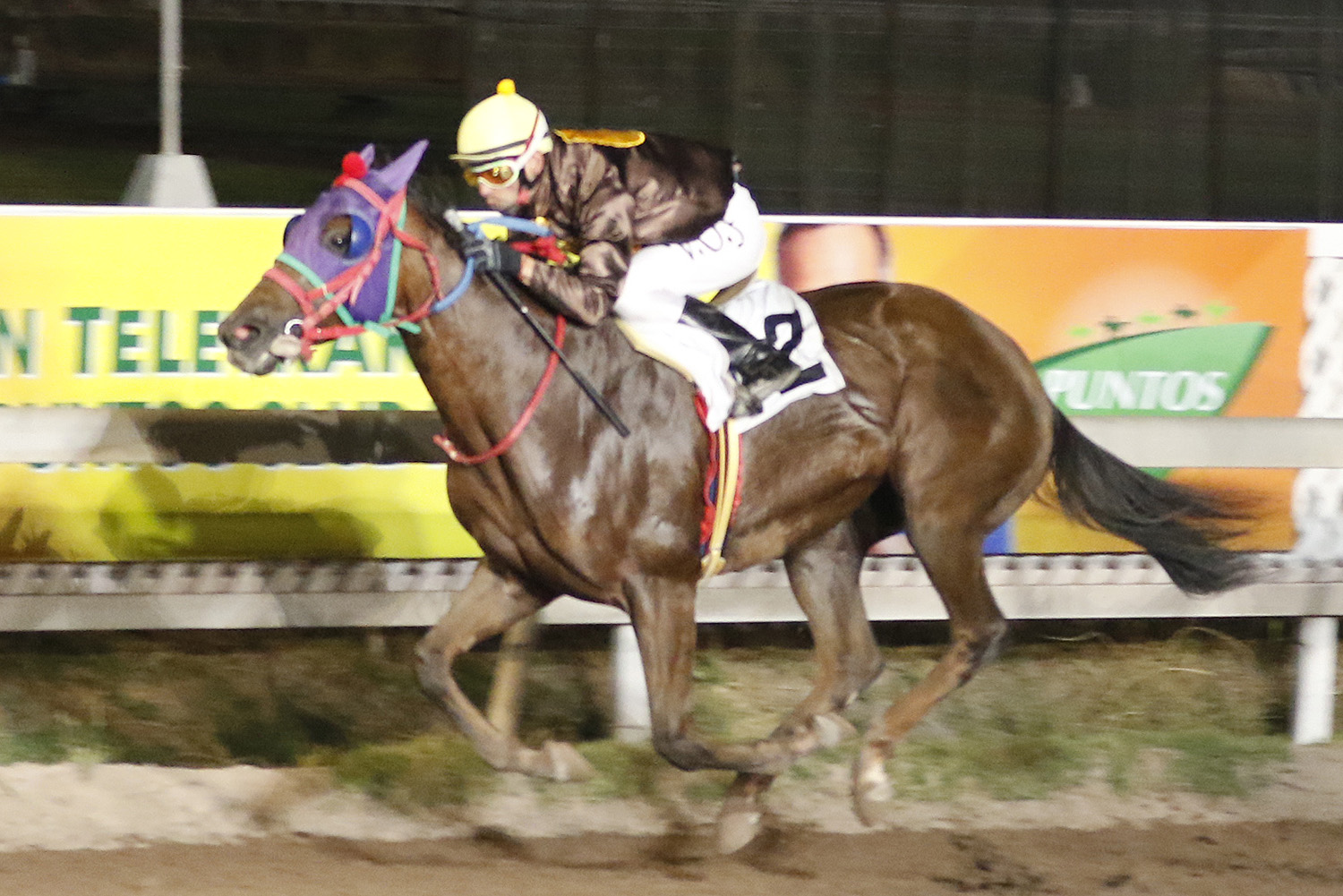 Piparra (Grand Daddy) se impuso en Handicap (1000m-Arena-CHS). - Staff ElTurf.com