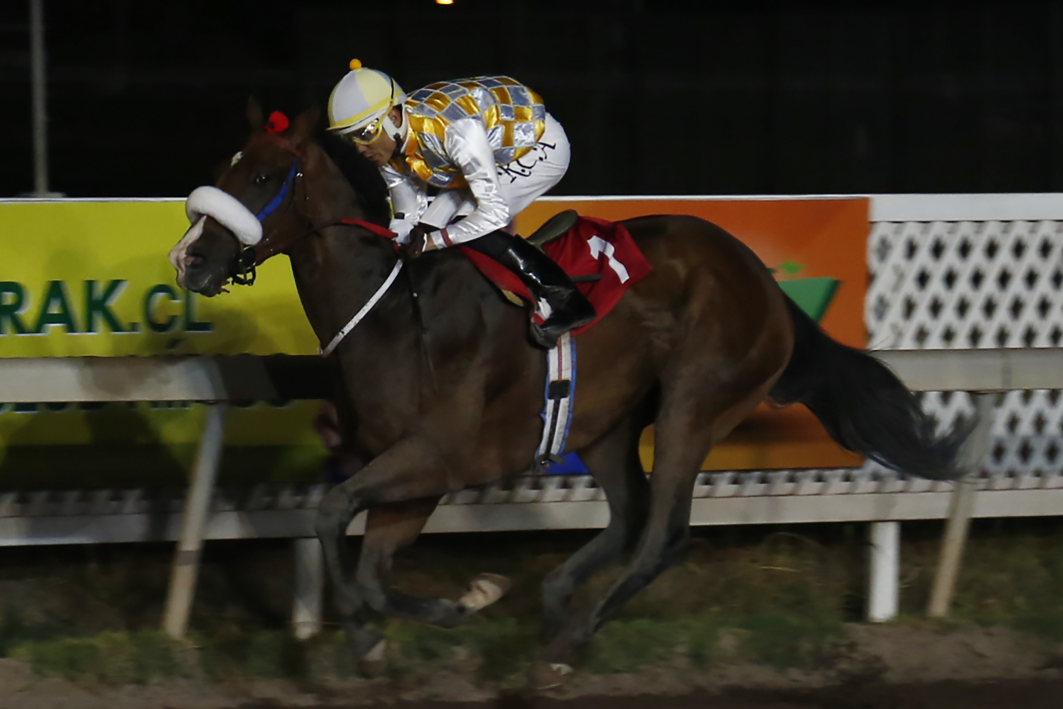Fonso Freud (Freud) ganó Handicap (1000m-Arena-CHS). - Staff ElTurf.com