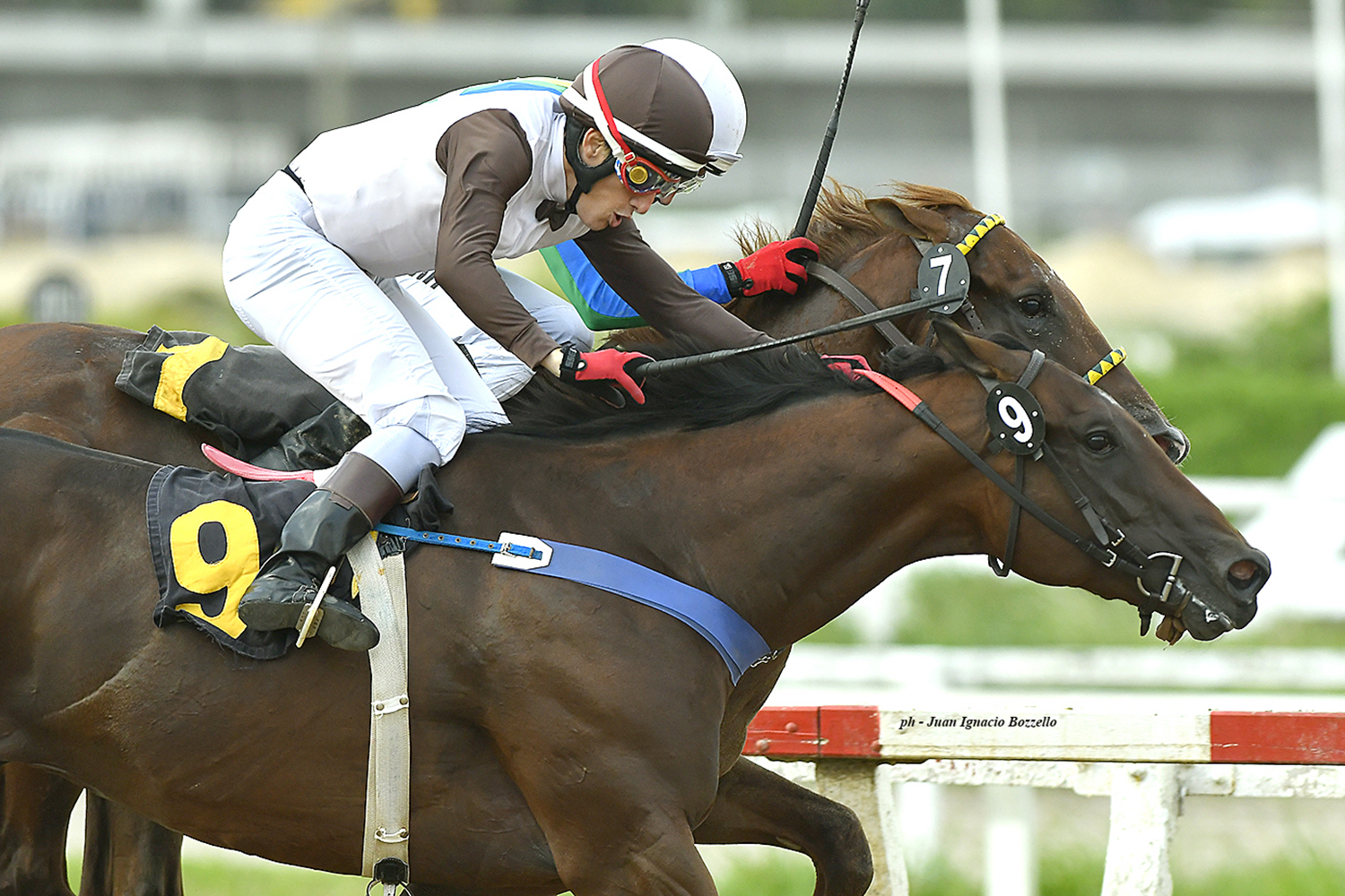 Vos Decis (Señor Candy) se lleva Condicional (1400m-Arena-PAL). - Staff ElTurf.com