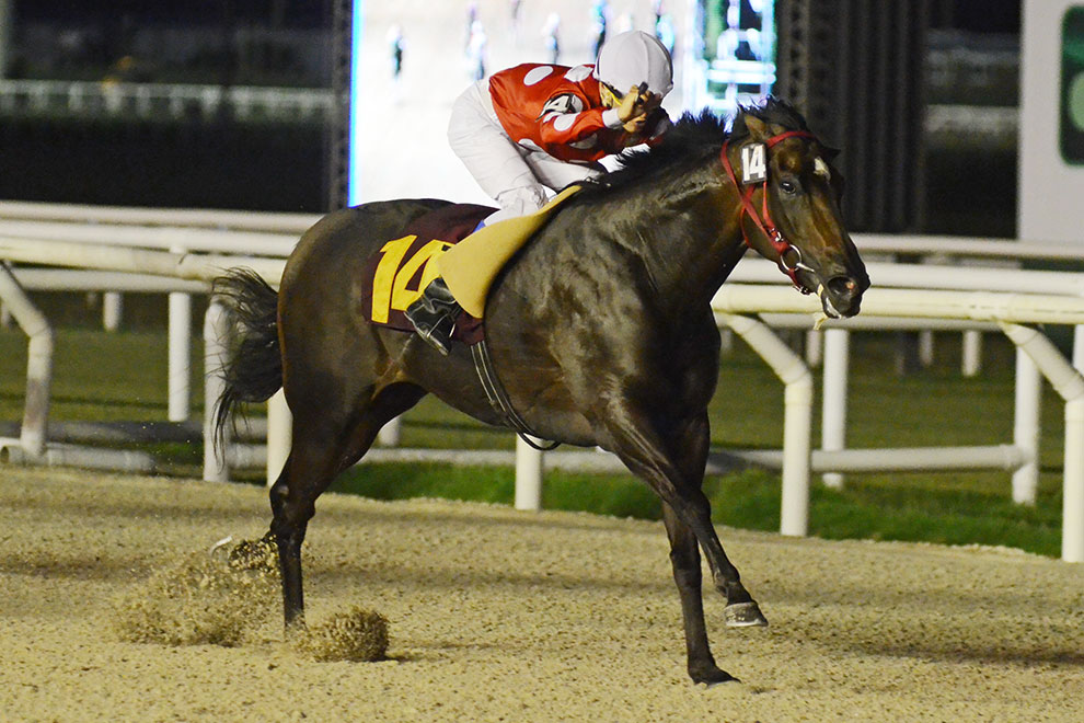 Mind Happy (Shanghai Bobby) se lleva Condicional (1300m-Arena-MAR). - Staff ElTurf.com