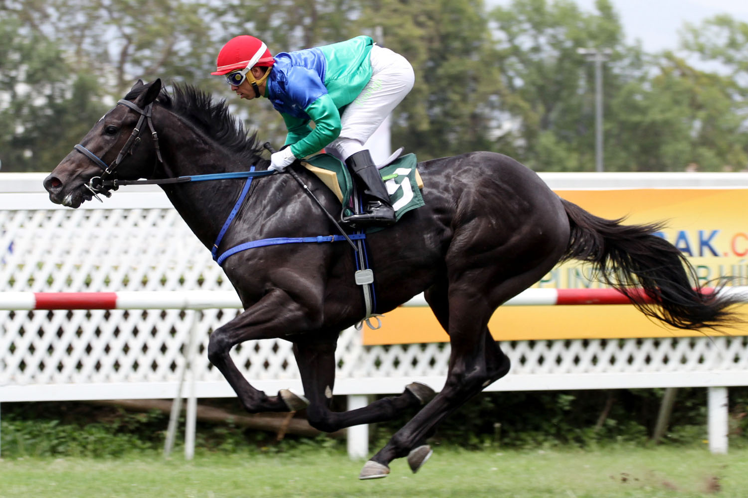 Memo Daddy (Scat Daddy) se impuso en Condicional (1100m-Pasto-CHS). - Staff ElTurf.com
