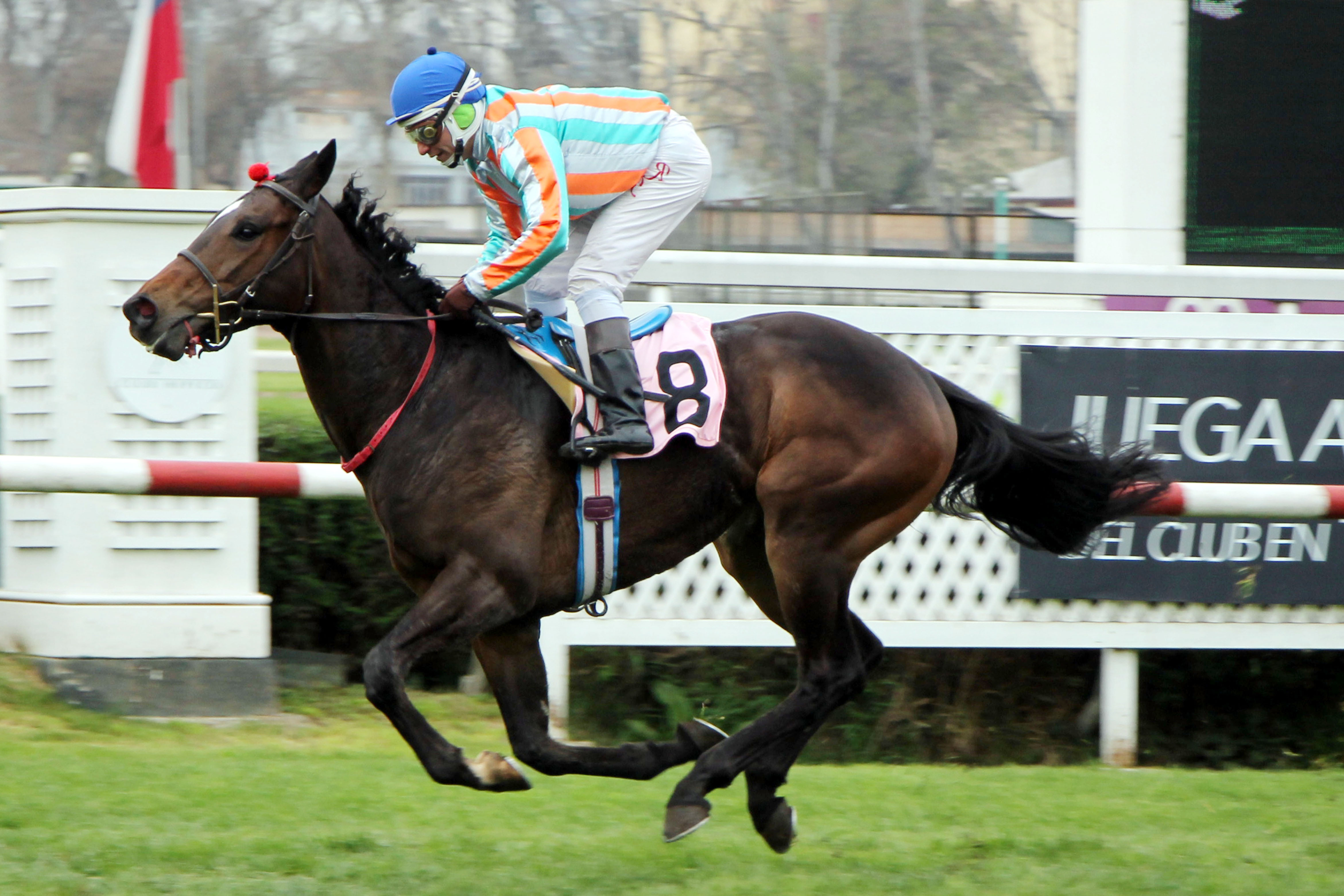 Playfrank For Me (Frankel) gana Condicional (1200m-Pasto-CHS). - Staff ElTurf.com
