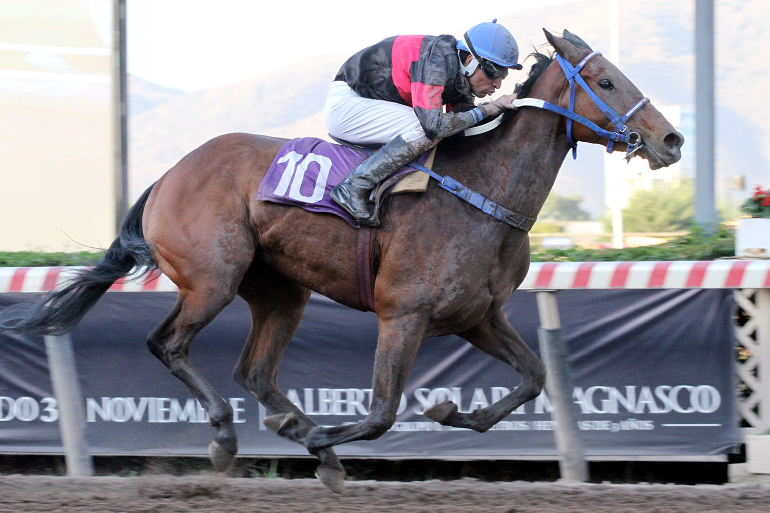 Tierra Salvaje (Grand Daddy) brilla en Condicional (1200m-Arena-HCH). - Staff ElTurf.com