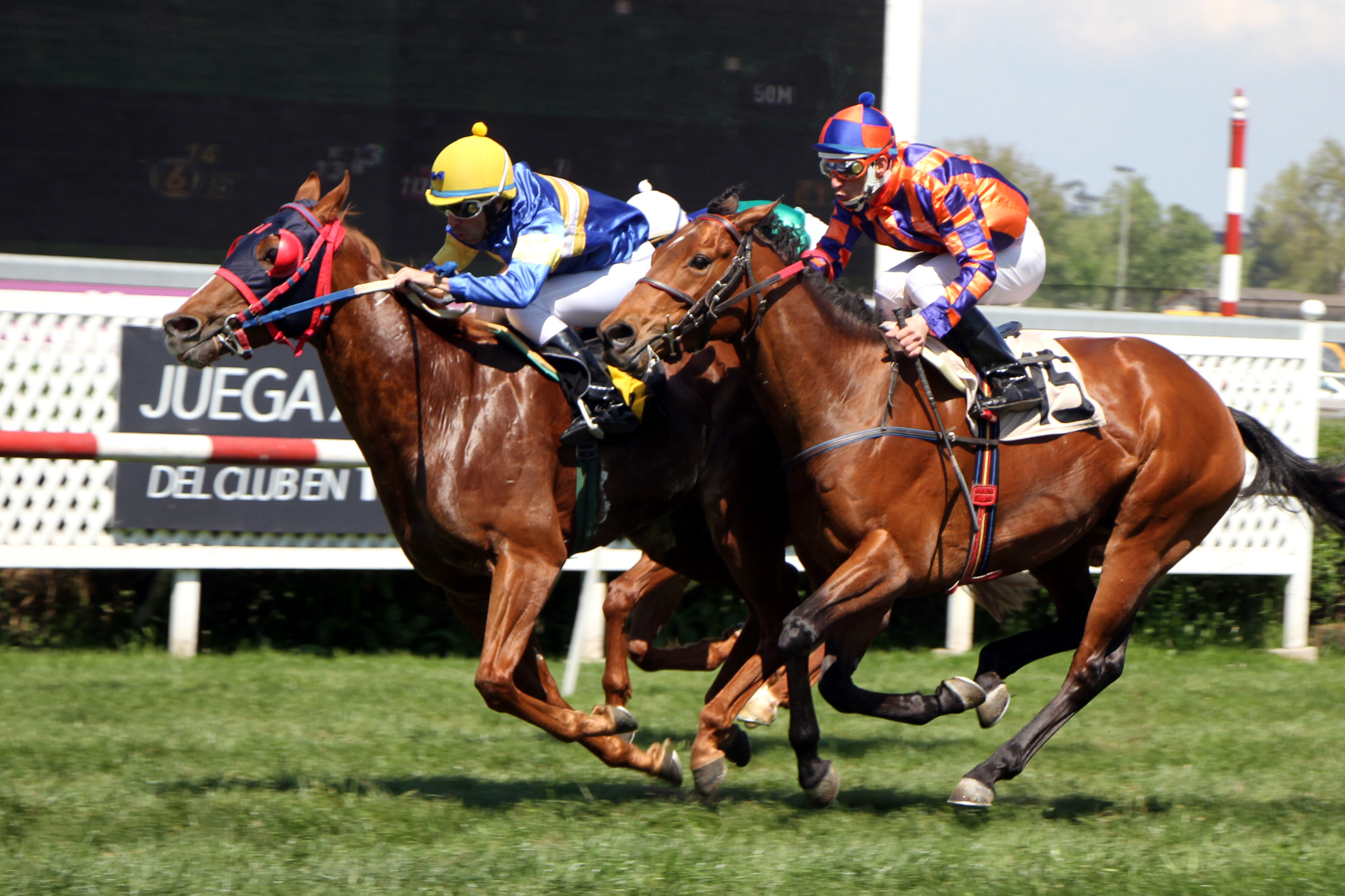 De Inglaterra (Sir Percy) se queda con Condicional (1200m-Pasto-CHS). - Staff ElTurf.com